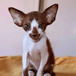 mellissa.oriental.cat