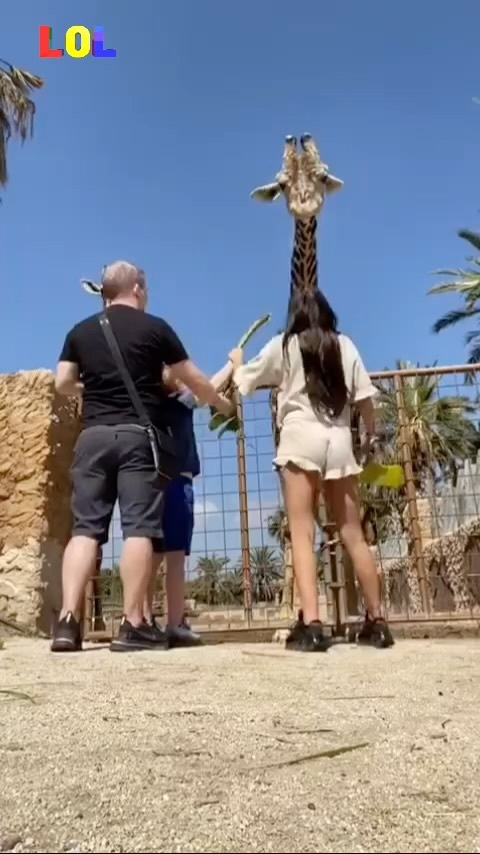 Når girafen går amok! 😅🦒