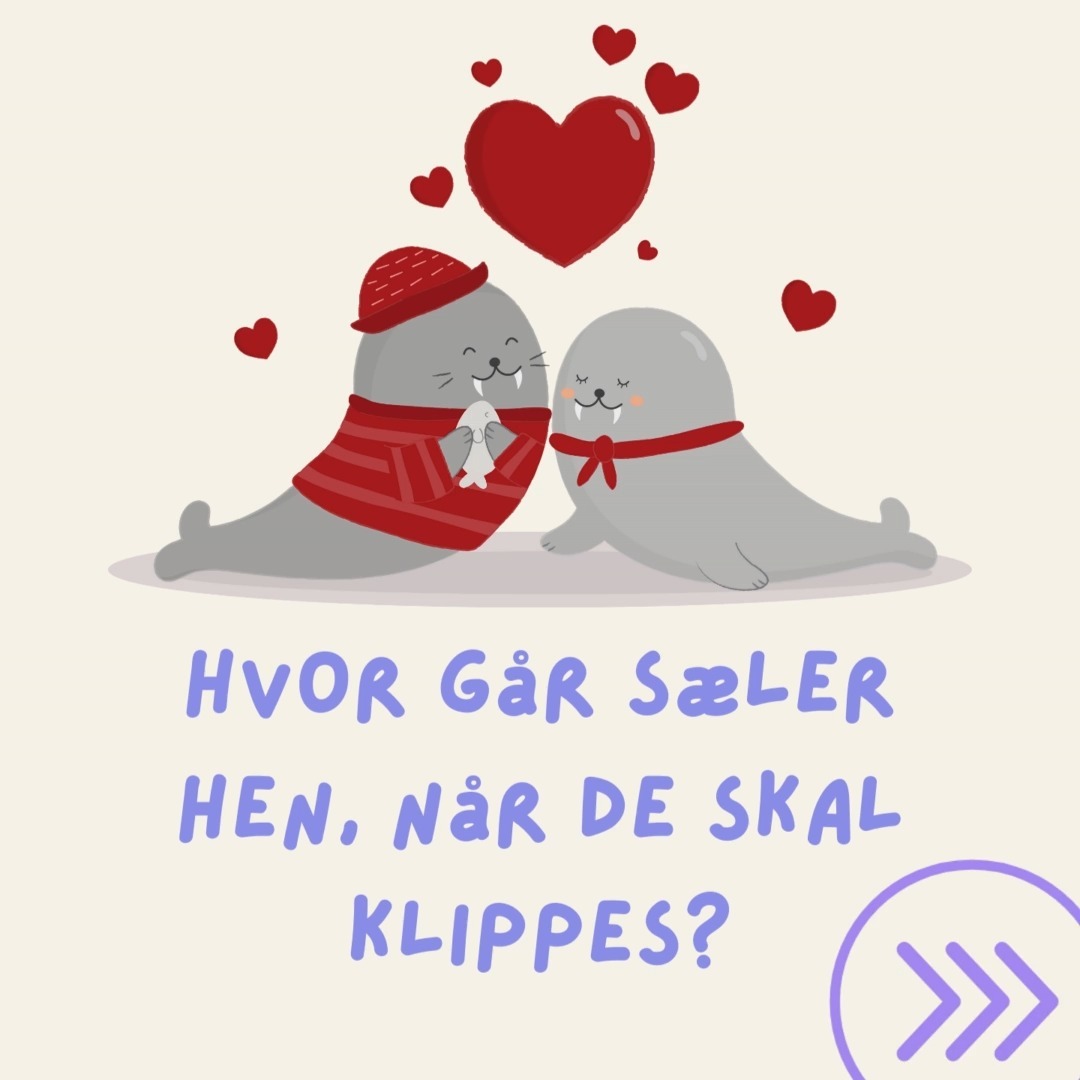 Sælsalon: Havets Hotte Frisør! 💇‍♂️🦭